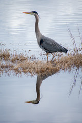 Great Blue Heron with Reflection