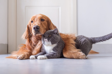 British Shorthair and Golden Retriever