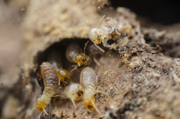 termite