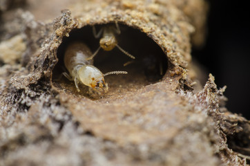 termite