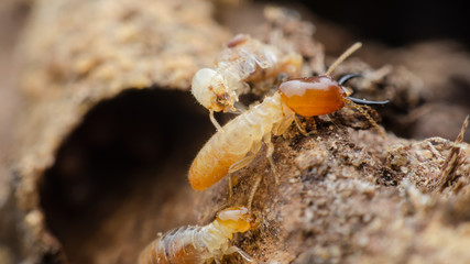 termite