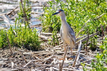 Black Crowned Night Heron