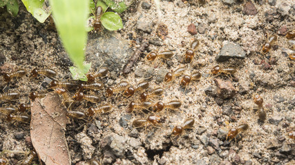 termite