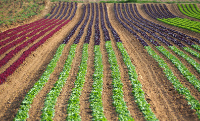 Fototapeta na wymiar Rows of colorful rainbow of agricultural fields of crops (lettuce plants), including green, red, purple varieties