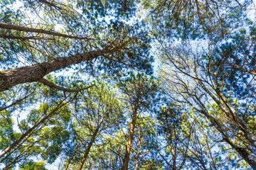 Pine tree forest with sun light in morning