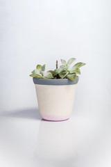 White vase with Crassula ovata, a species of succulent plant, on a white background. The vase has grey and pink stripes