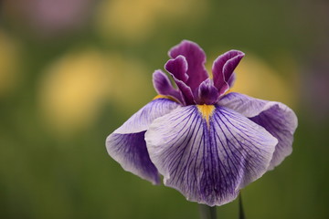 Obraz premium 紫の花菖蒲