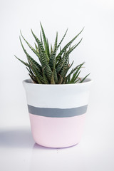 White vase with Haworthia fasciata, a species of succulent plant, on a white background. The vase white and pink with a grey stripe