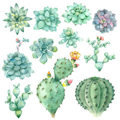 succulents in watercolor