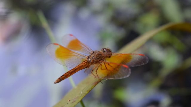 dragonfly resting on habitat