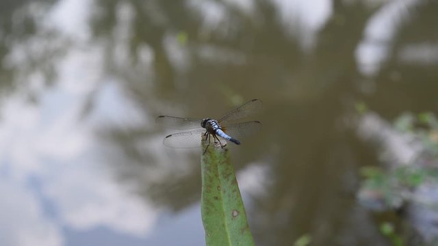 blue dragonfly resting on habitat