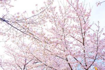 Japanese pink sakuraa blossom blooming flower on tree branch