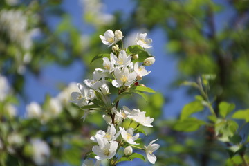 Obraz premium Trees Blooming, Gold Bar Park, Edmonton, Alberta