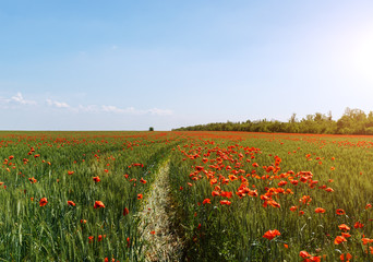 red poppy field with sunny sky