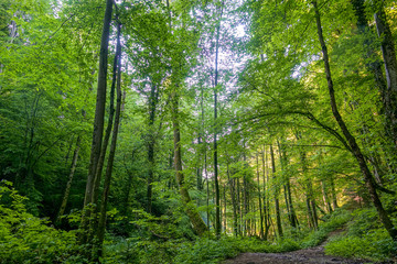 Path through a spring forest in bright sunshine, Bistriski Vintgar, Slovenia