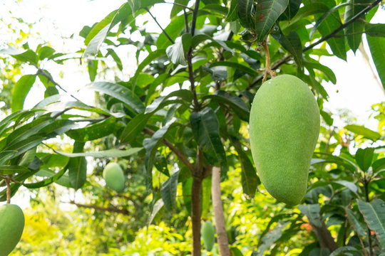 mangoes on the tree grow up in farmer garden