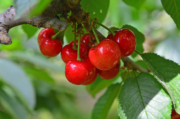 The ripe cherries are on the tree