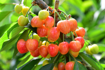The ripe cherries are on the tree