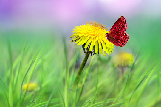 Fototapeta Yellow dandelion flower close-up on delicate green background, beautiful image  