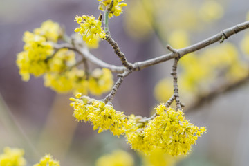 yellow flowers blossom in spring time on sky background.