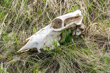 Skull of a large animal on the grass