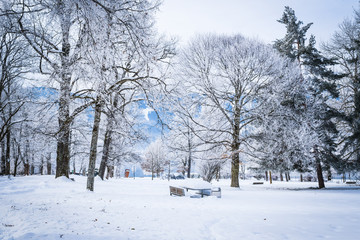 Landscape with hoarfrost on the branches near the lake Zell am See. Austria