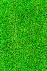 Green grass spring natural background real texture