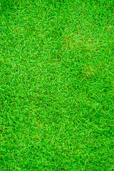 Fototapeta premium Green grass spring natural background real texture