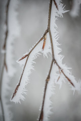 Landscape with hoarfrost on the branches near the lake Zell am See. Austria