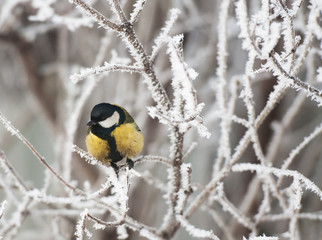 Blue Tit in the snow on a tree in winter.