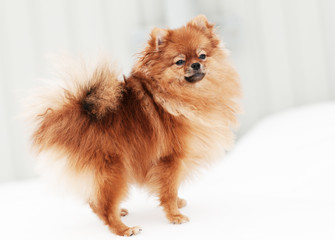 Cute Pomeranian spitz dog