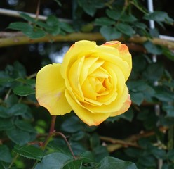黄色いバラ