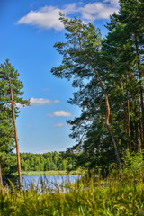 Obraz premium forest