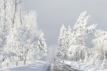 Winter forest with trees covered snow. White frost park landscape.