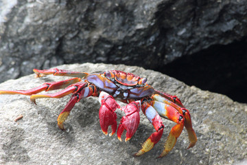 TIERE_3363_rote_Klippenkrabbe