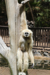 TIERE_3902_Affe_Weisshandgibbon