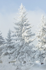 A snowy fir tree. Winter frost tree.