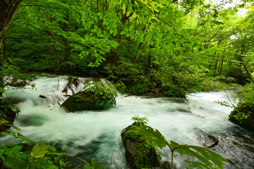 Obraz premium 青森 奥入瀬渓流