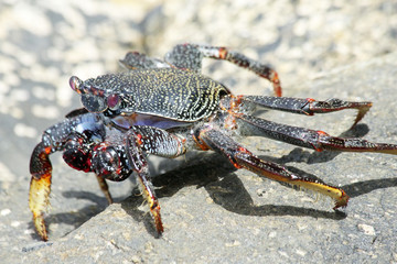 TIERE_4517_rote_Klippenkrabbe