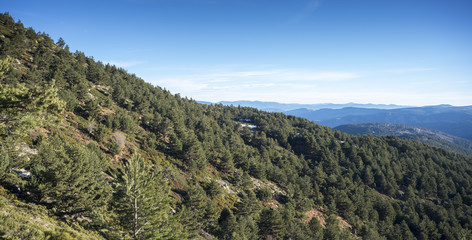 Fototapeta na wymiar Scots Pine forest, Pinus sylvestris, in the municipality of Rascafria, in Guadarrama Mountains National Park, province of Madrid, Spain