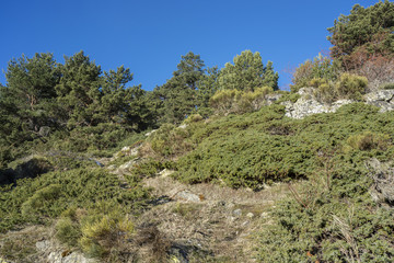 Fototapeta na wymiar Scots Pine forest (Pinus sylvestris), and padded brushwood (Juniperus communis and Cytisus oromediterraneus) in the municipality of Rascafria, in Guadarrama Mountains National Park, Madrid, Spain