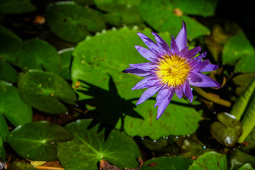 Violet lotus water lily in garden pond