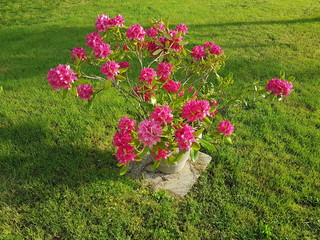 Fleurs de massif