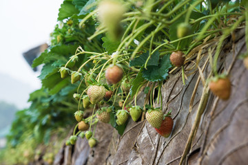 Strawberry plantation farm with fruit in soil row