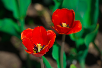 Red tulips grow in the garden on a summer day close up.The texture of the flowers.