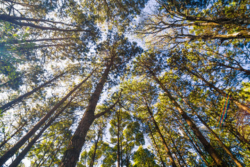 Landscape pine tree forest sunny day blue sky