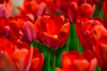 Red tulips grow in the garden on a summer day close up.The texture of the flowers.