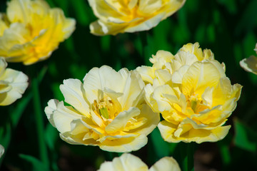 Yellow tulips in the garden on a summer day close up.The texture of the flowers.