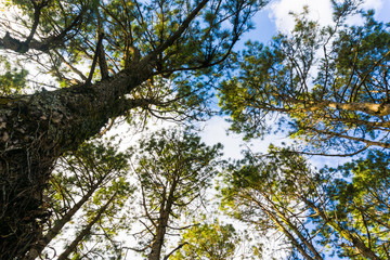 Landscape pine tree forest sunny day blue sky