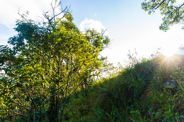 Mountain green tree with sunny cloud sky sun light